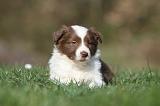 BORDER COLLIE 809